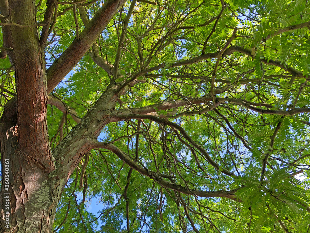 Fototapeta premium green tree branches