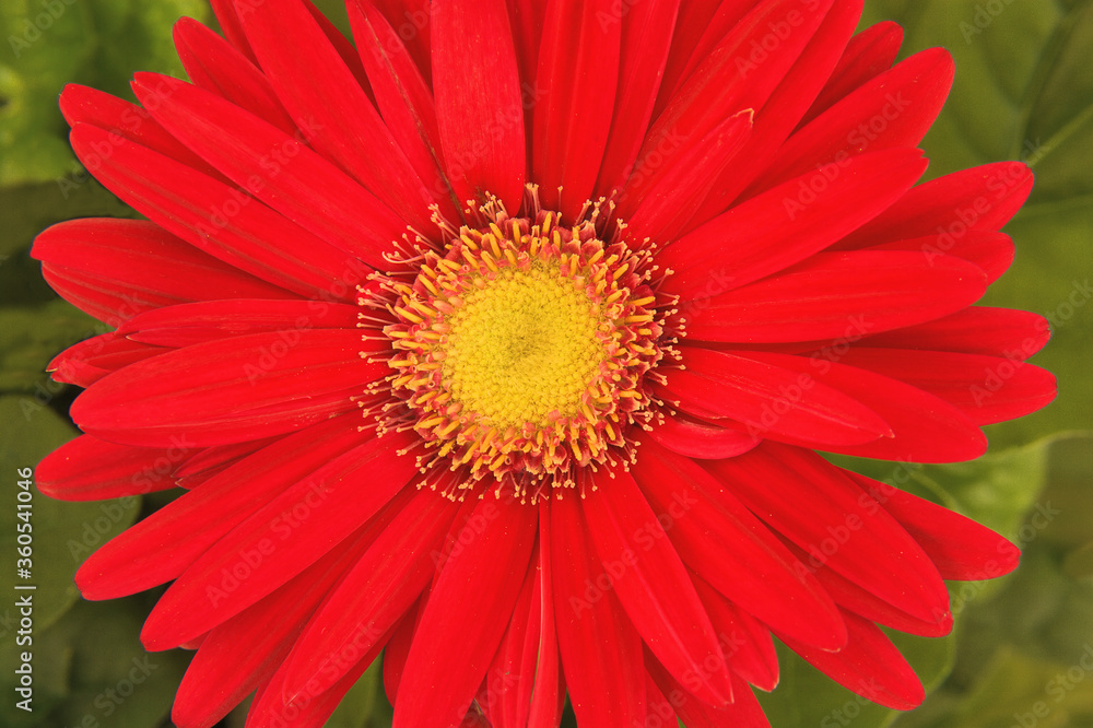 Close up of vivid red gerbera daisy blossom (Gerbera jamesonii) with yellow center against muted background of green leaves.