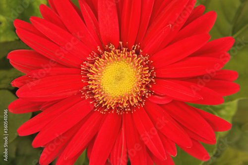 Close up of vivid red gerbera daisy blossom  Gerbera jamesonii  with yellow center against muted background of green leaves.