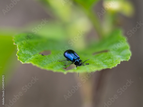 fly on green leaf