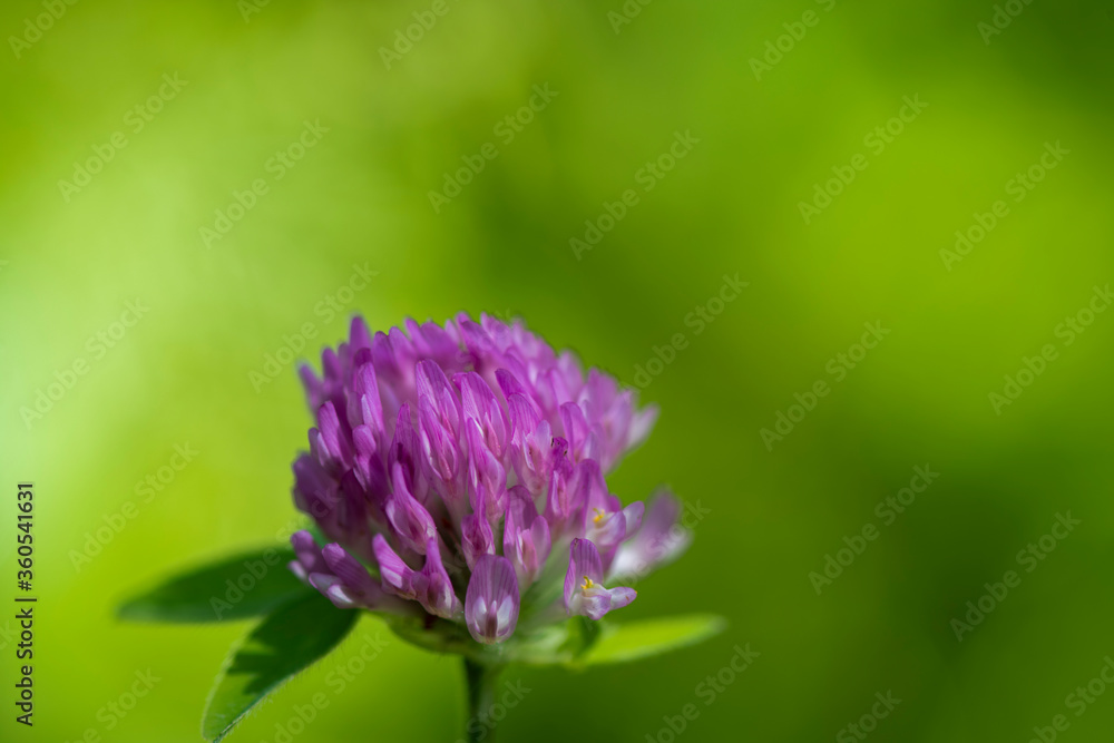 small forest insects on plants in natural conditions small forest insects on plants in natural conditions