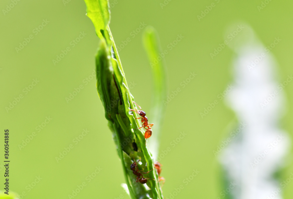 small forest insects on plants in natural conditions small forest insects on plants in natural conditions