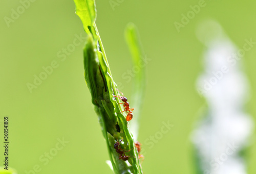 small forest insects on plants in natural conditions