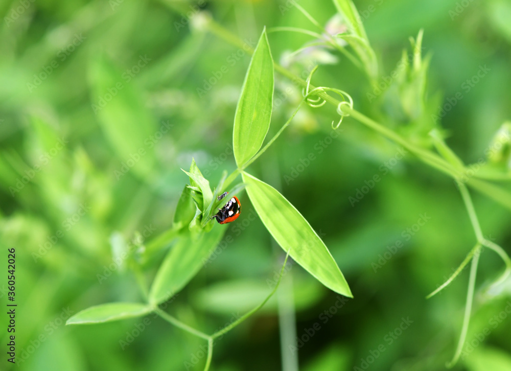 adventures of a red ladybug on a camomile and leaves adventures of a red ladybug on a camomile and leaves