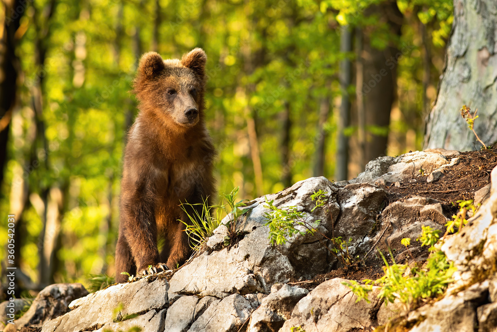 Young brown bear, ursus arctos, standing in forest with sunlight. Majestic mammal observing in nature from front view. Wild animal standing on rock in summer.