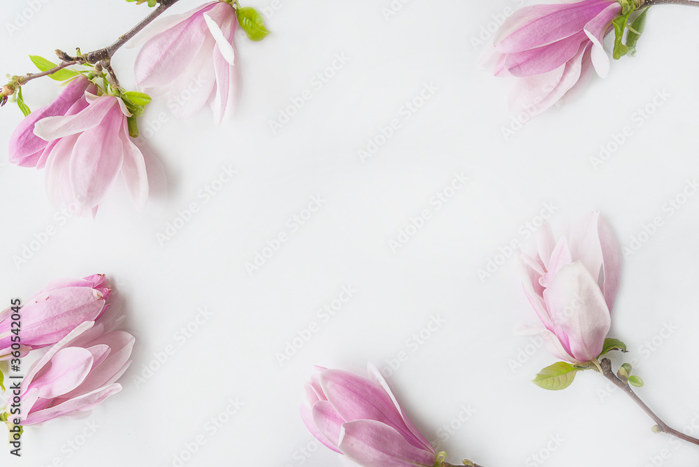 Beautiful frame of pink magnolia flowers on white background. Space for text