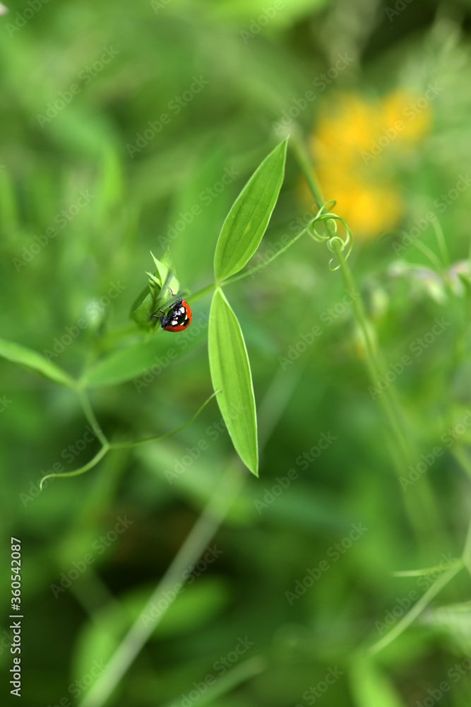 adventures of a red ladybug on a camomile and leaves adventures of a red ladybug on a camomile and leaves