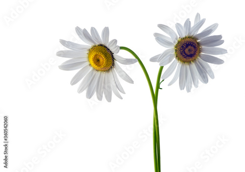 white daisy flowers isolated on white background