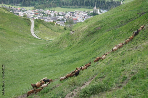 follow the green in Scuol Switzerland photo