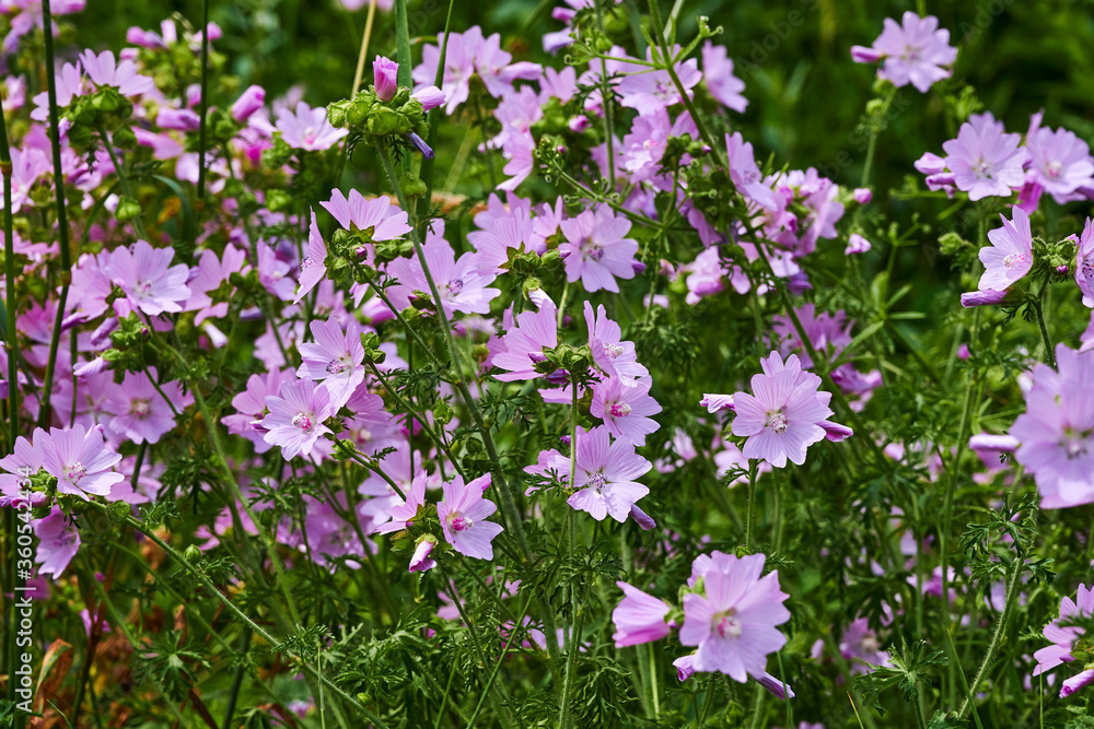 Obraz premium Macro shot of wildflowers in front of a meadow.