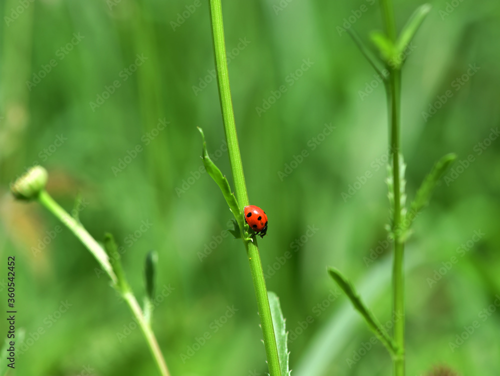 adventures of a red ladybug on a camomile and leaves adventures of a red ladybug on a camomile and leaves