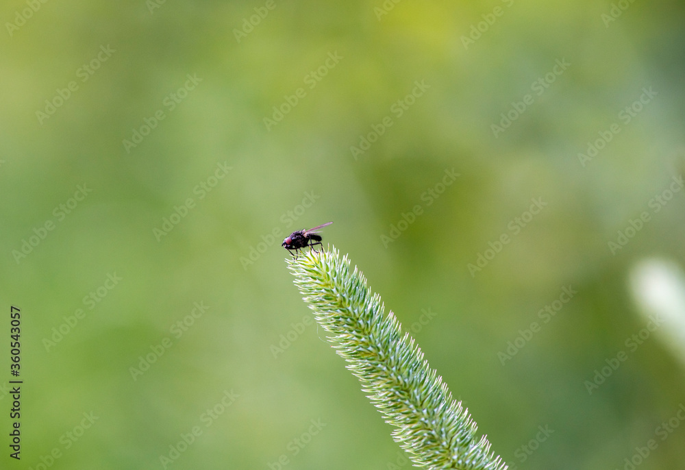 small forest insects on plants in natural conditions