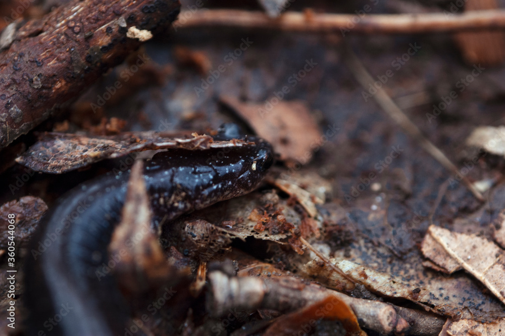 Salamander under a leaf Salamander under a leaf