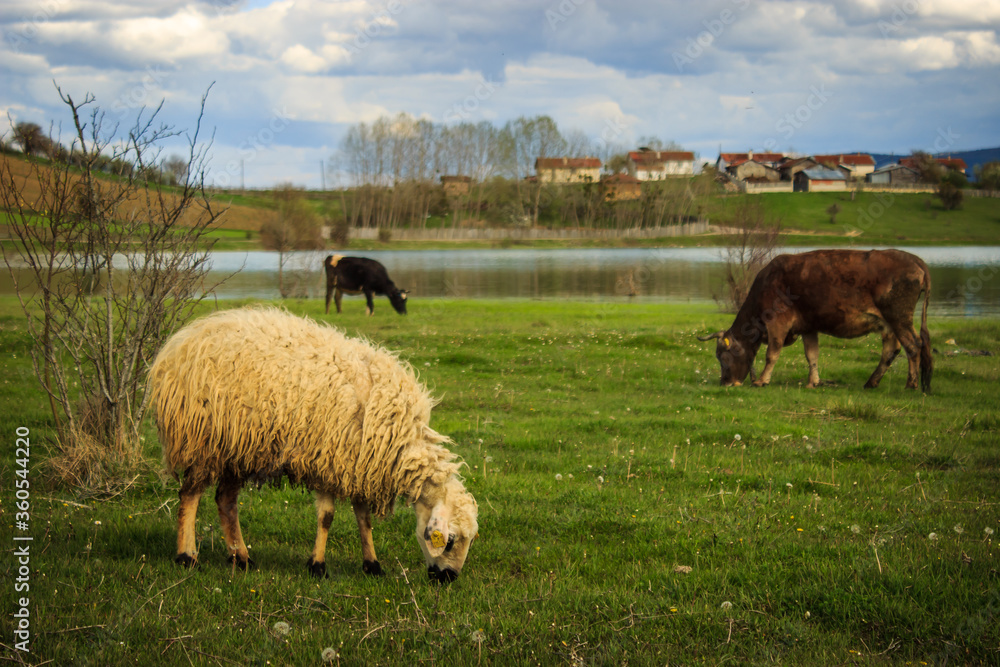 Fototapeta premium Yellow sheep and brown cows grazing on the grass in village near the lake with blue sky and clouds. Holy muslim sacrifice holiday concept.