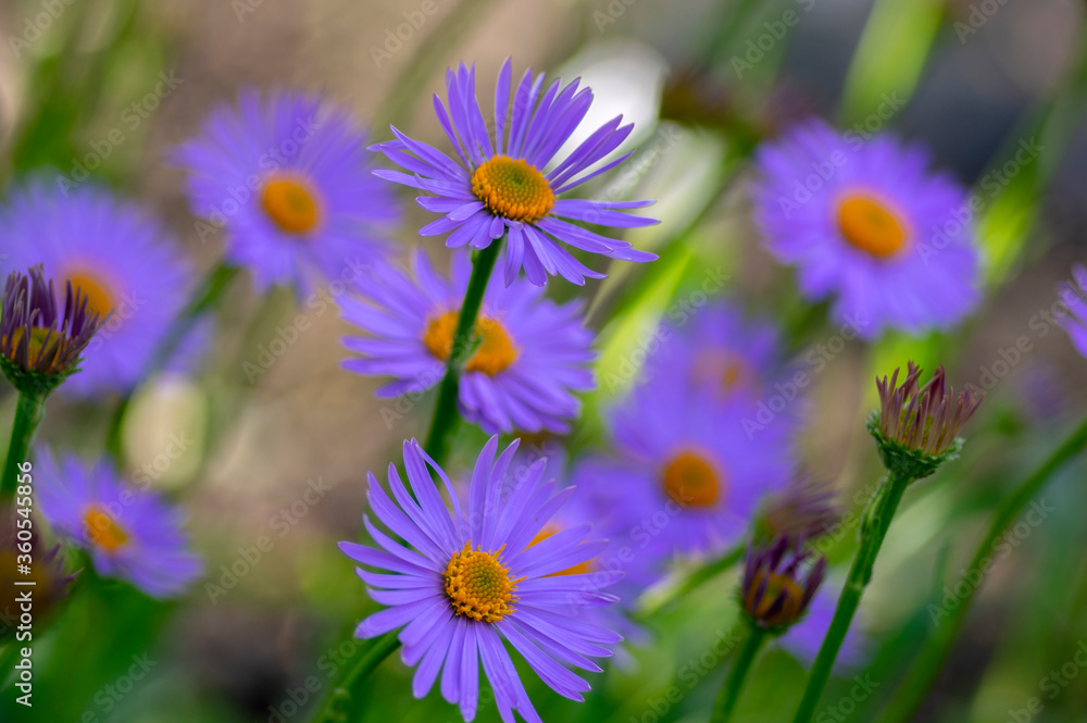 Aster tongolensis beautiful groundcovering flowers with violet purple petals and orange center, flowering plant in bloom Aster tongolensis beautiful groundcovering flowers with violet purple petals and orange center, flowering plant in bloom