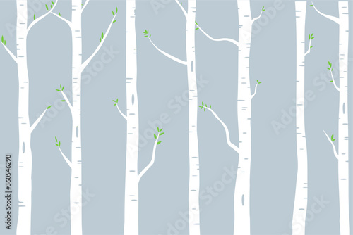 woods of birch trees with green leaves illustration