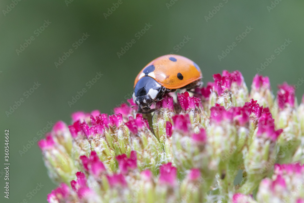 Fototapeta premium Coccinella 7-punctata (Seven-spot ladybird) on Achillea cassis