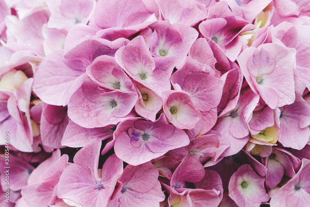 Beautiful fresh hydrangea flowers in full bloom. Beautiful fresh hydrangea flowers in full bloom.