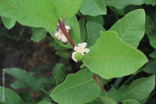 Wallpaper Mural butterfly on a leaf Torontodigital.ca