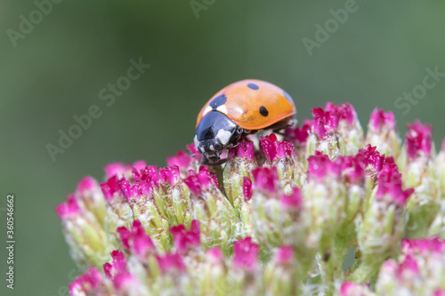 Coccinella 7-punctata (Seven-spot ladybird) on Achillea cassis
