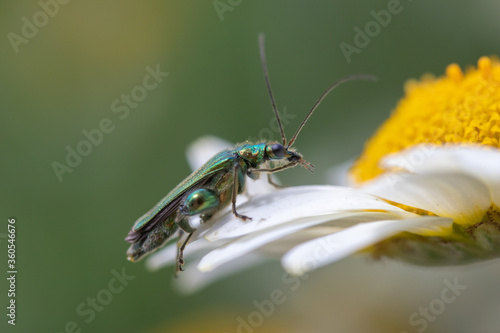Thick-legged flower beetle (Oedemera nobilis), on Anthemis tinctoria ‘E.C.Buxton’ © chillingworths