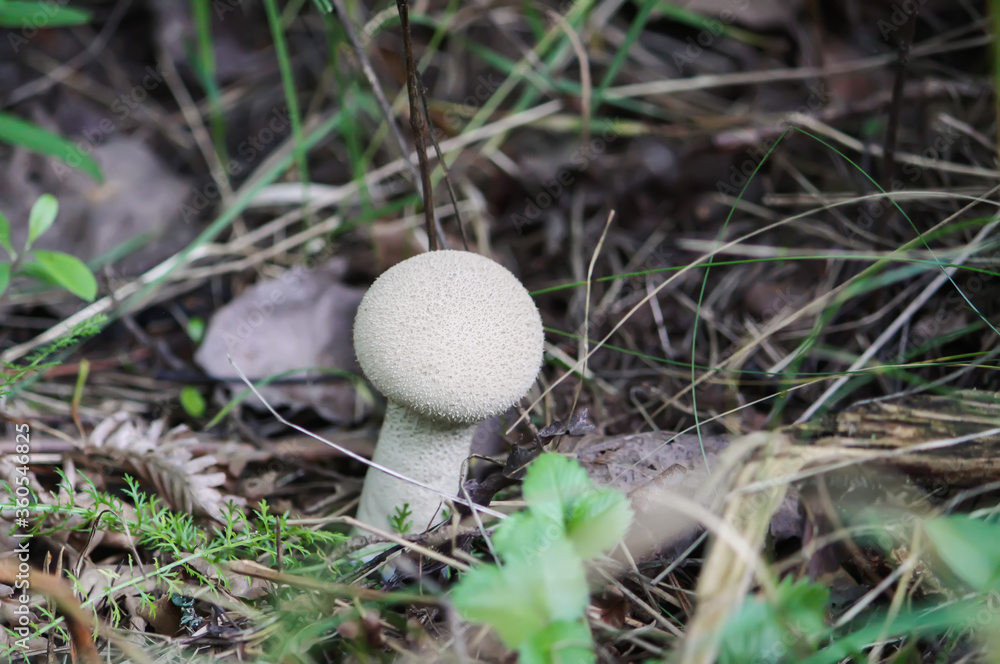 Mushrooms growing in wild forest. Lycoperdon mushroom. Mushrooms growing in wild forest. Lycoperdon mushroom.