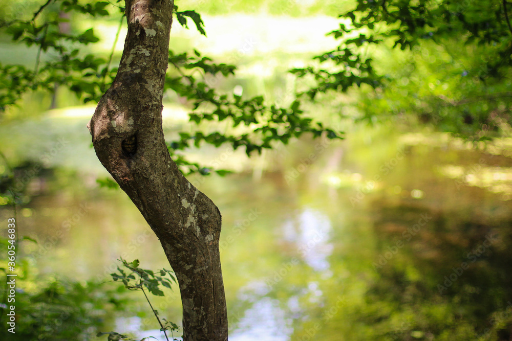 Fototapeta premium Beautiful river in forest nature. Peaceful toned nature background. Nabran, Azerbaujan.