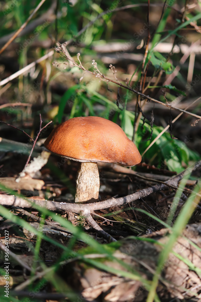 The orange-cup birch mushroom grows in wild forest. The orange-cup birch mushroom grows in wild forest.