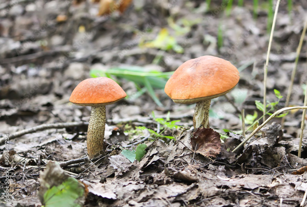 The orange-cup birch mushroom grows in wild forest. The orange-cup birch mushroom grows in wild forest.
