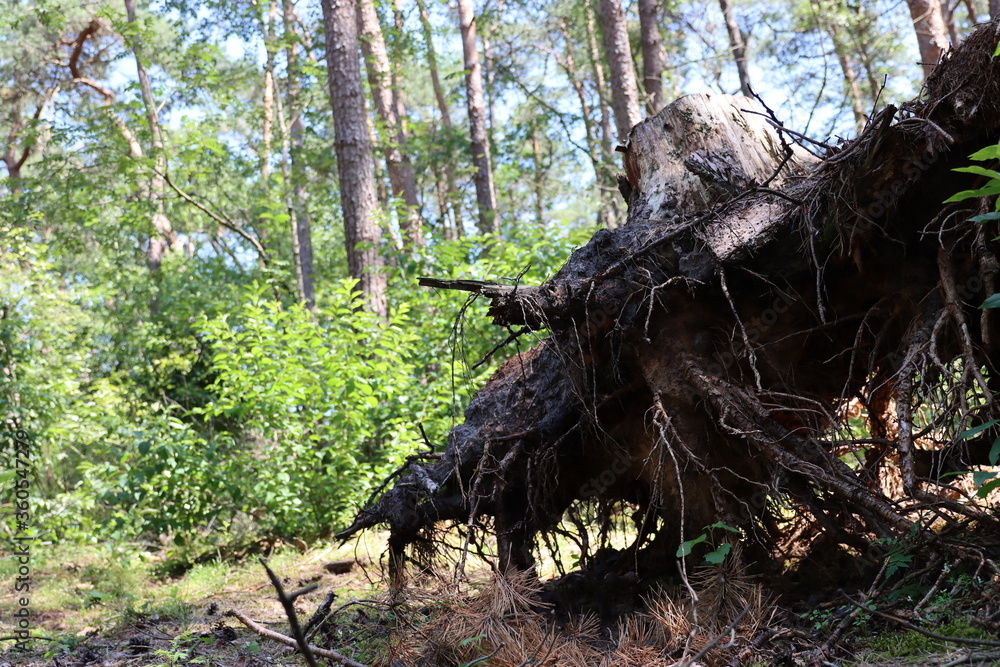 Obraz premium heftiges Wurzelwerk