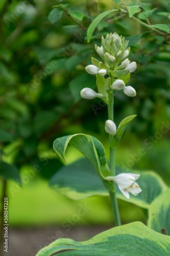 Wallpaper Mural Kwiat hosty Torontodigital.ca