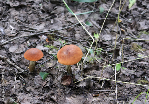The orange-cup birch mushroom grows in wild forest.