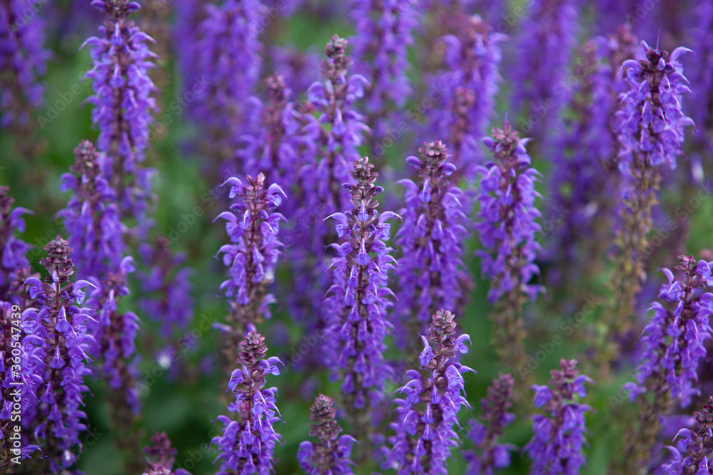 Obraz premium Hyssop flower growing in herb garden close up