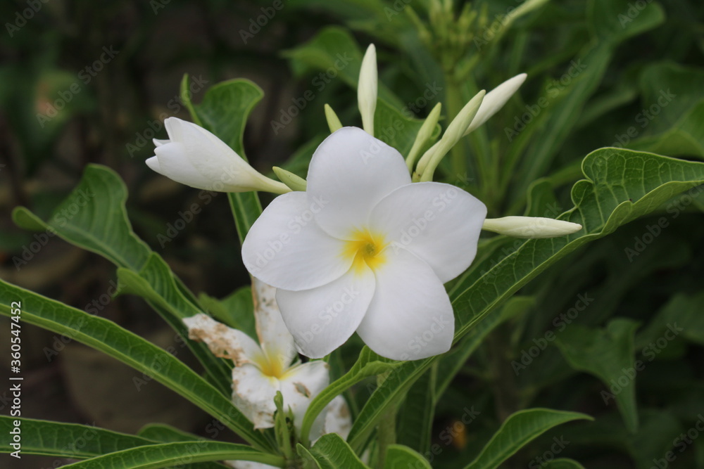 Obraz premium white and yellow flowers