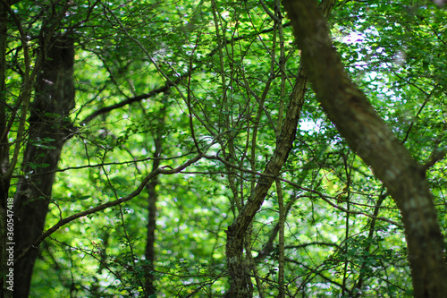 Sunny pine forest in Azerbaijan  Nabran. Deep forest background. Forest trail landscape. Green tree.