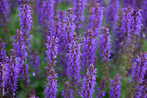 Hyssop flower growing in herb garden close up