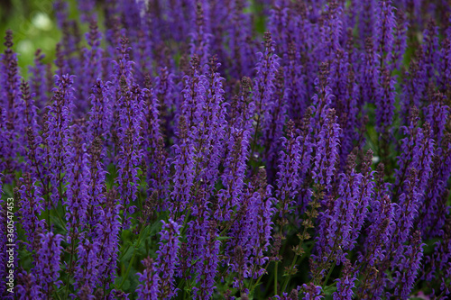 Hyssop herb flower field texture