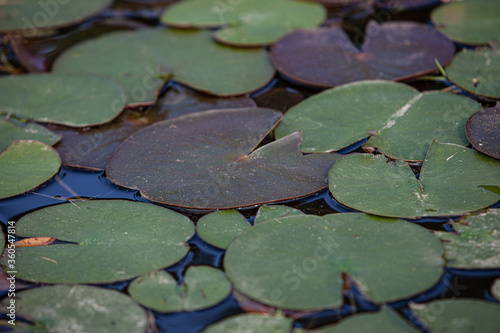 Water lily leaves in the pond on sunny day