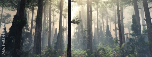 Forest in the fog, morning in the forest, trees in the haze, rays among the trees,