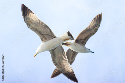 Bottom view of two white seagull flying cross in the blue sky. Freedom concept. 