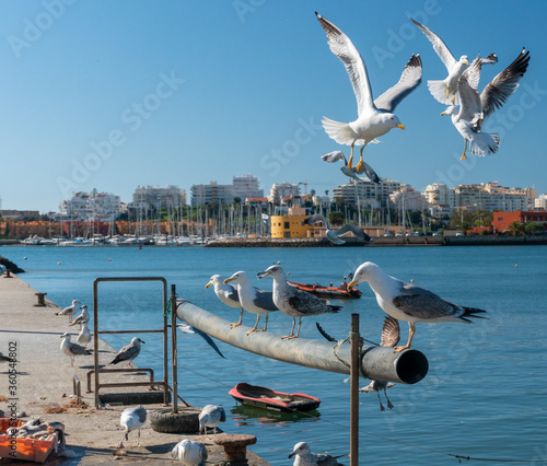 Seagulls Waitiing to Feed photo