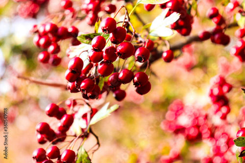 Autumn colorful season. Fall farvest concept. Autumn rowan berries on blanch. Orange ashberry.