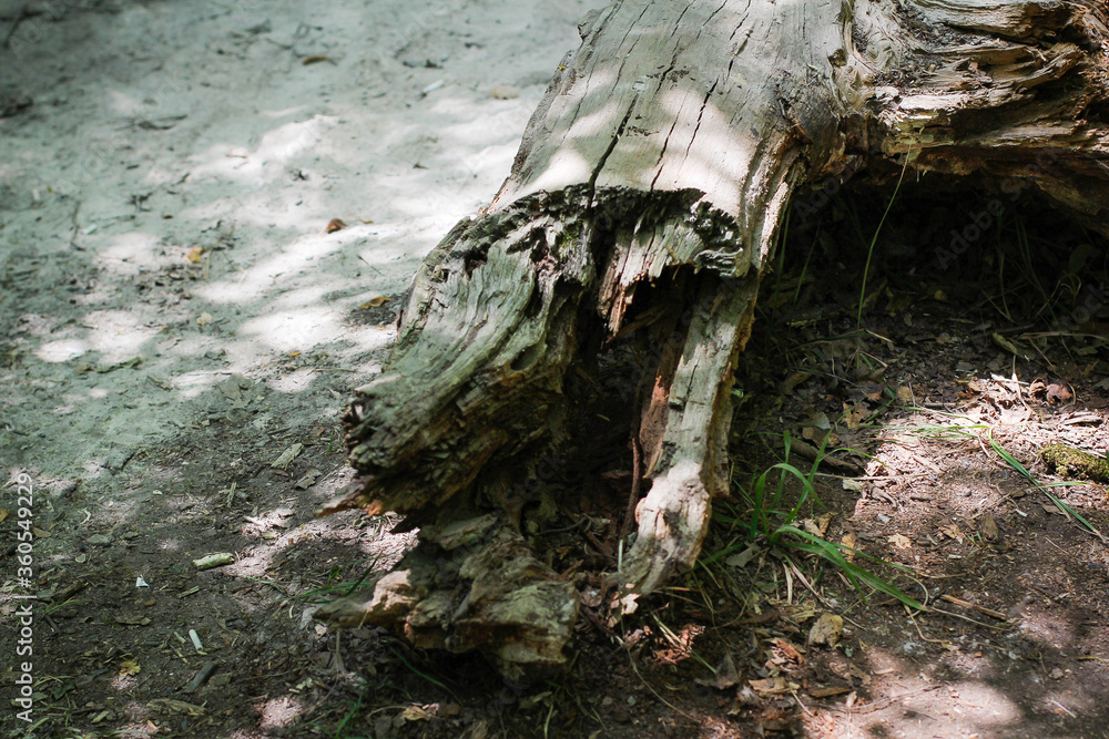 Sunny pine forest in Azerbaijan, Nabran. Deep forest background. Forest trail landscape. Green tree.