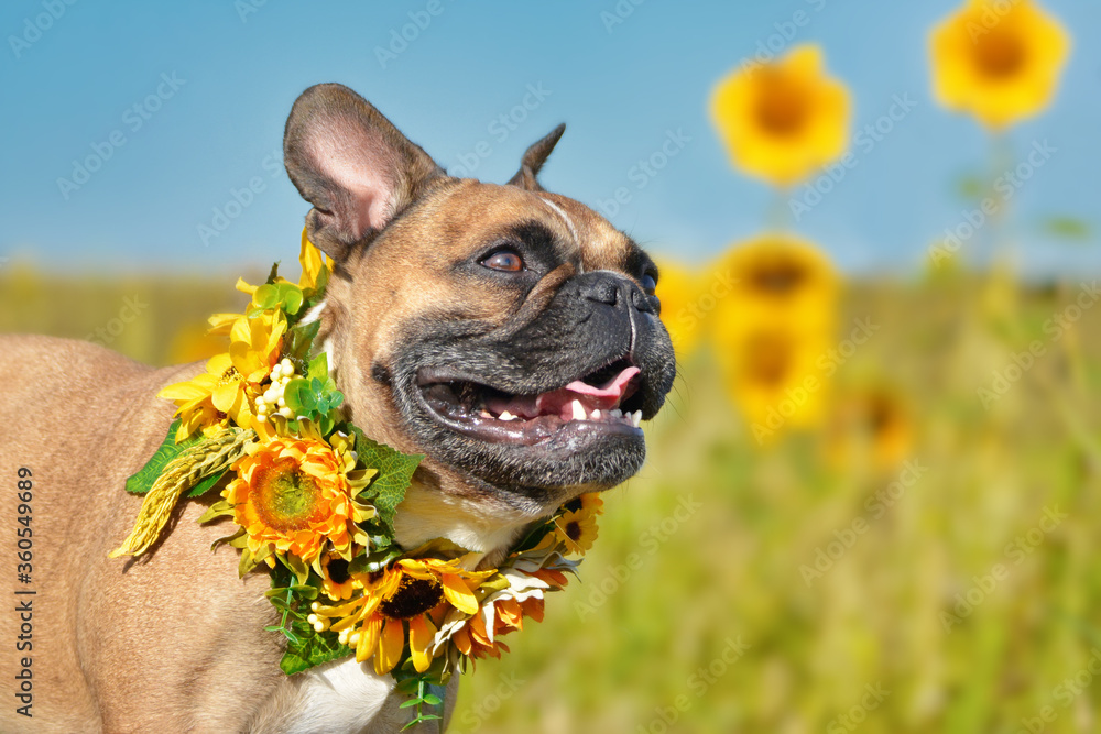 Fototapeta premium Laughing French Bulldog dog wearing a floral sunflower collar in flower field