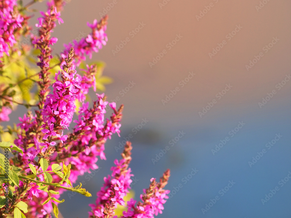 Obraz premium Purple loosestrife wild flower, Lythrum salicaria