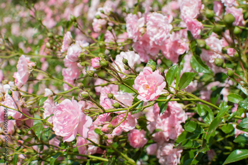 Rosafarbene Beetrosen / Rose floribunda