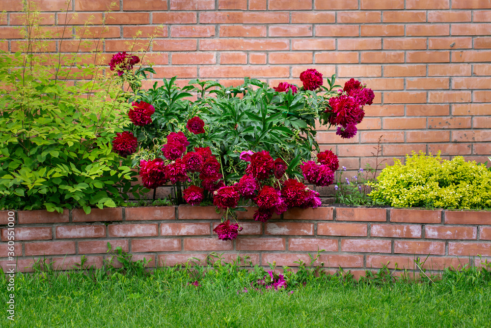 Lush flowering peonies on a flowerbed against a brick wall