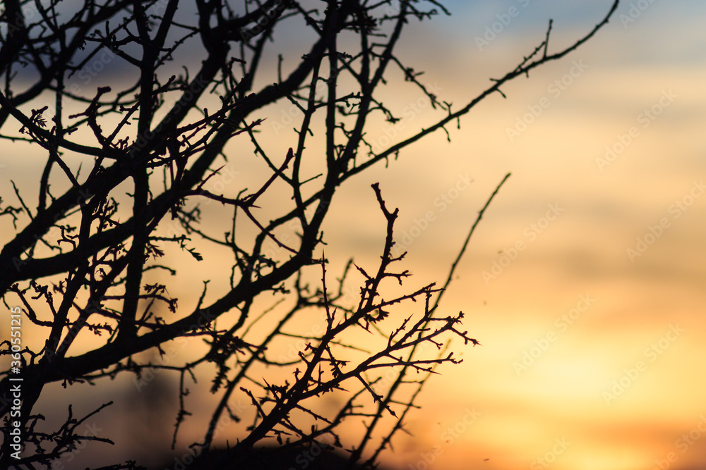 Leafless tree on foreground and sunset on background Leafless tree on foreground and sunset on background