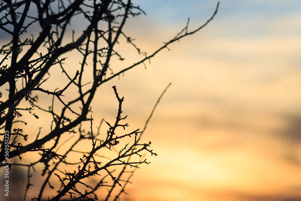 Leafless tree on foreground and sunset on background landscape