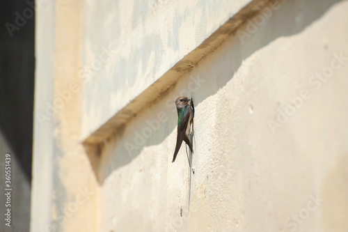 Cliff Swallow Feeding Chicks. A hole in a barn wall provides shelter and nesting space for this bird and its offspring. 